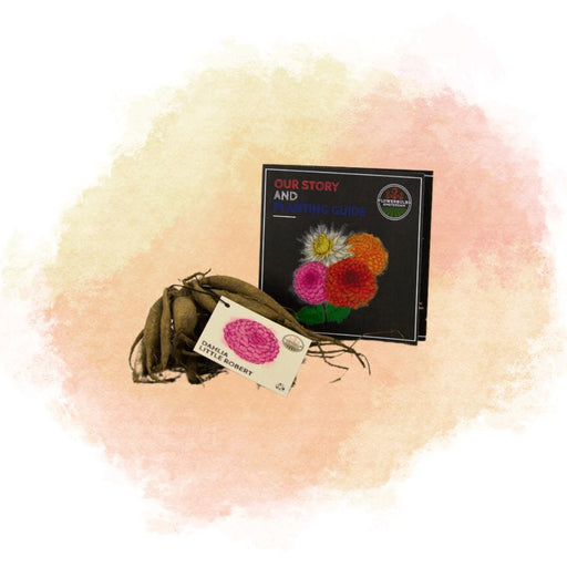 Dahlia Little Robert Runde Og Krøllede Kronblade - Æske Med 24 Løg