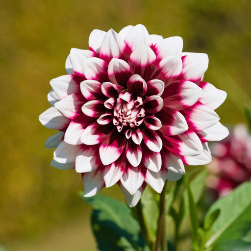 Dahlia Mistery Day Store Blomster - Æske Med 12 Løg