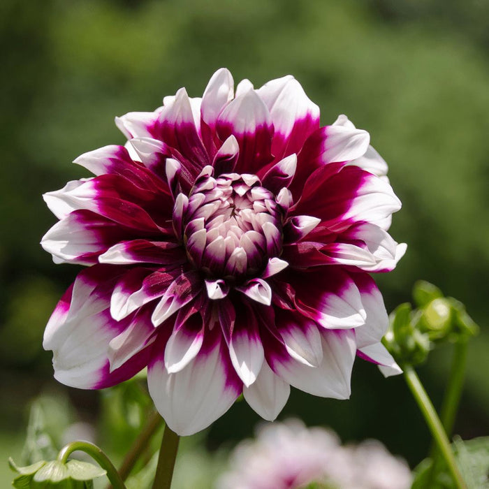 Dahlia Mistery Day Store Blomster - Æske Med 12 Løg