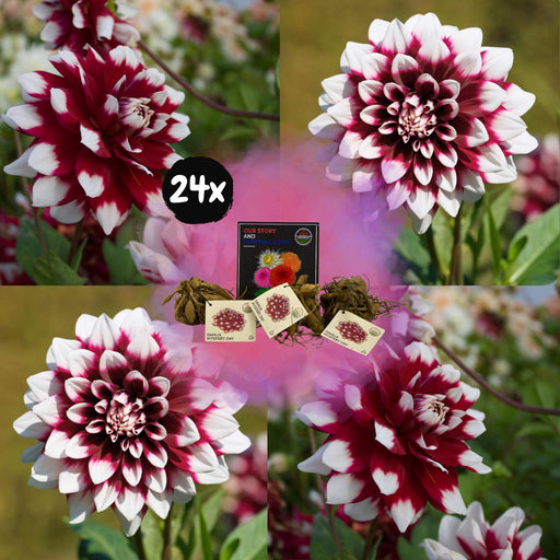 Dahlia Mistery Day Store Blomster - Æske Med 24 Løg
