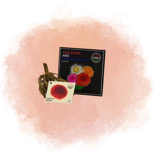 Dahlia Pompom Natal - Æske Med 24 Løg