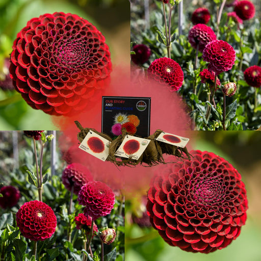 Dahlia Pompom Natal - Æske Med 24 Løg