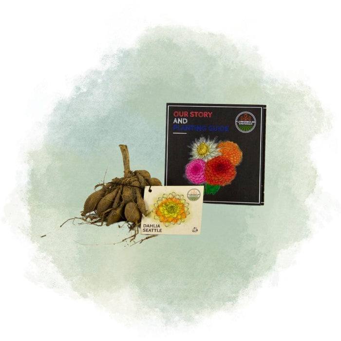 Dahlia Seattle Store Blomster - Æske Med 12 Løg