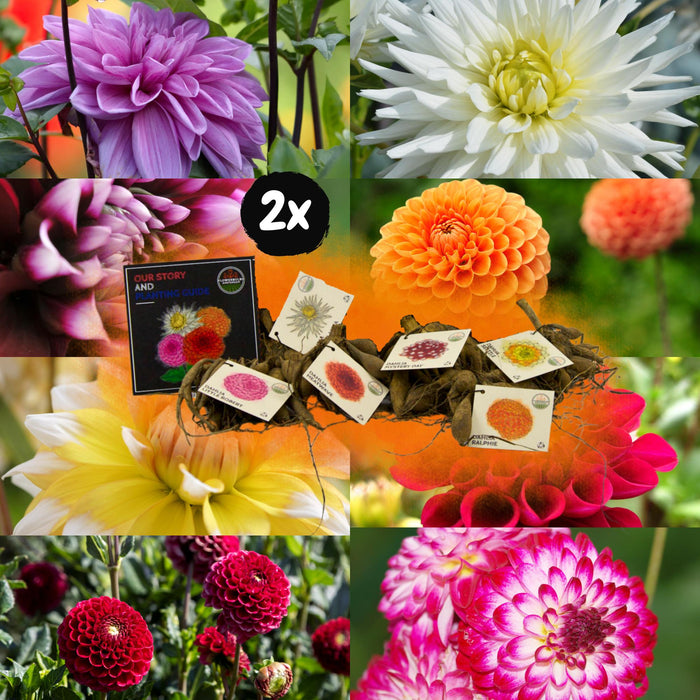Dahlia Bulbs Mix - 2 Pakker Med 8 Forskellige Dahliaer