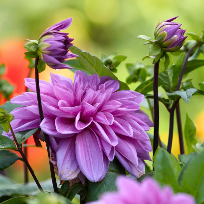 Dahlia - Æske Med 8 Blandingsløg