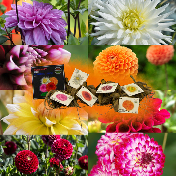 Dahlia - Æske Med 8 Blandingsløg