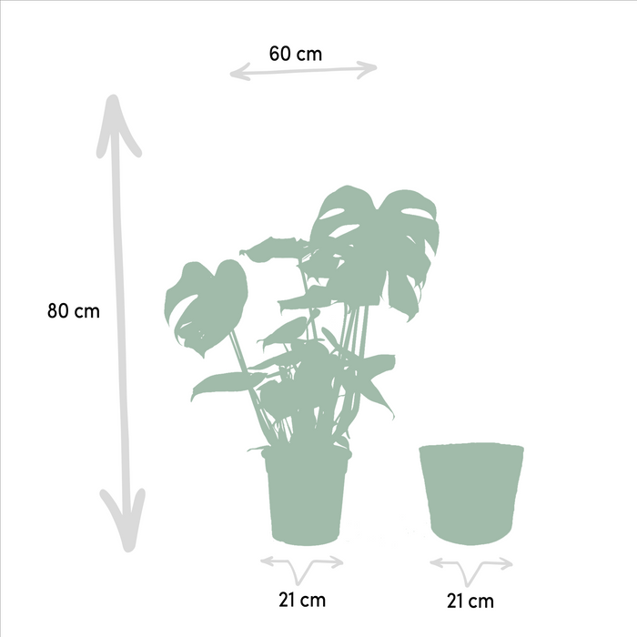 Lækker Monstera Og Dens Sorte Kurv H65Cm