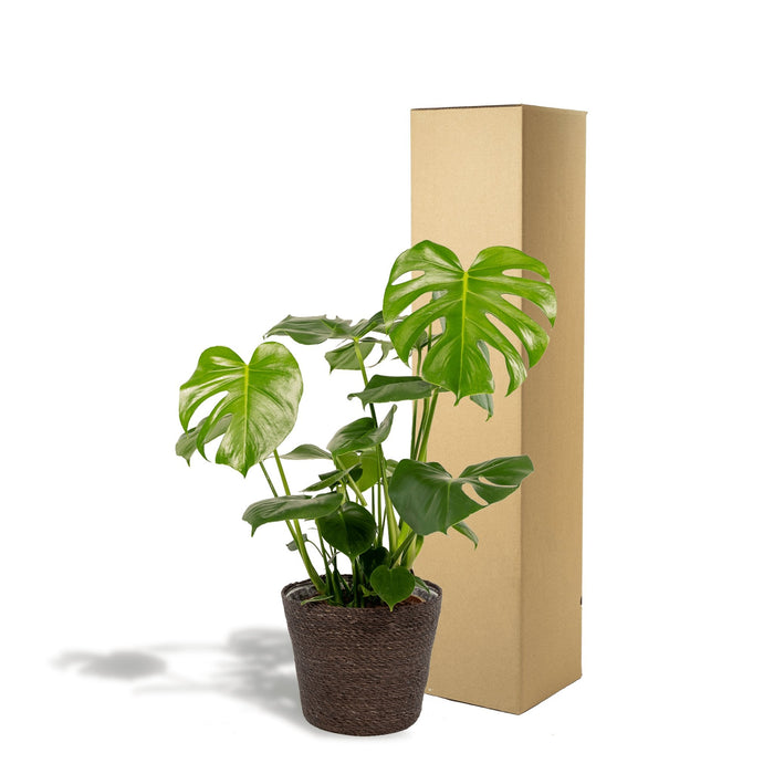 Lækker Monstera Og Dens Sorte Kurv H65Cm