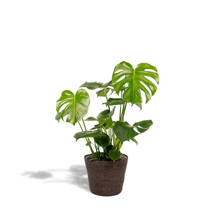 Lækker Monstera Og Dens Sorte Kurv H65Cm