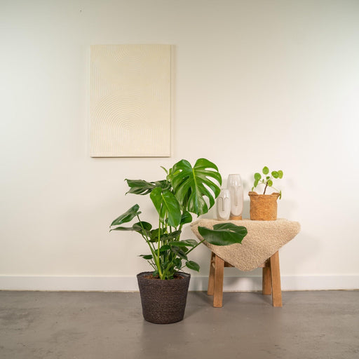 Lækker Monstera Og Dens Sorte Kurv H65Cm