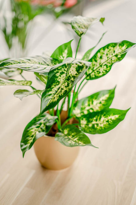 Dieffenbachia - Kunstig Grøn Plante