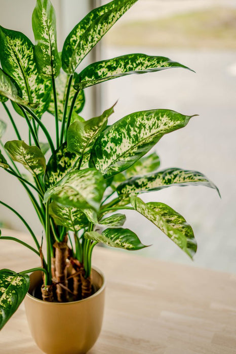 Dieffenbachia - Kunstig Grøn Plante