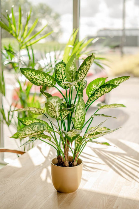 Dieffenbachia - Kunstig Grøn Plante