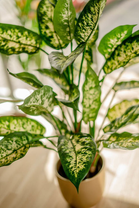 Dieffenbachia - Kunstig Grøn Plante