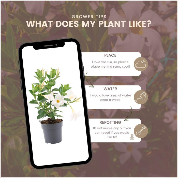 Dipladenia Hvid - D12Cm - Udendørs Blomstrende Plante