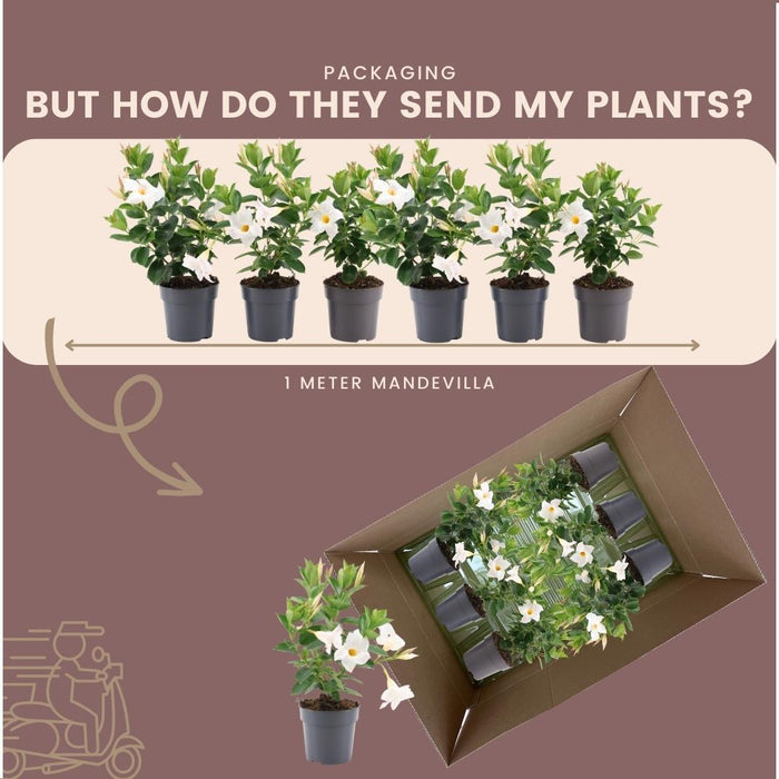 Dipladenia Hvid - D12Cm - Udendørs Blomstrende Plante