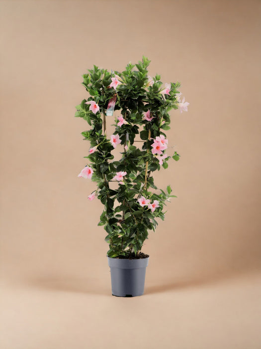 Pastel Pink Dipladenia