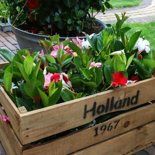 Dipladenia Rød, Lyserød Og Hvid X 6