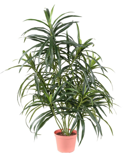 Grøn Kunstig Dracaena 75 Cm Til Indretning
