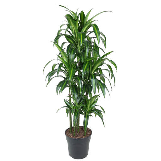 Dracaena Hawaiiana Karrusel - 150 Cm - Ø31