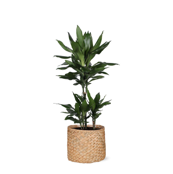 Dracaena Janet Lind Og Hendes Gryde