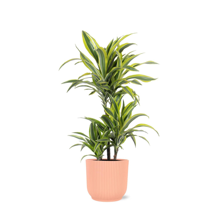 Dracaena Citronlime Og Dens Gryde