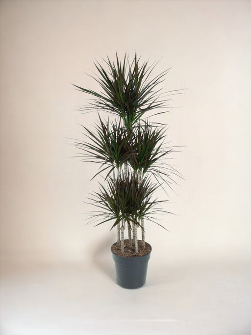 Dracaena Magenta Karrusel - 150Cm - Ø31