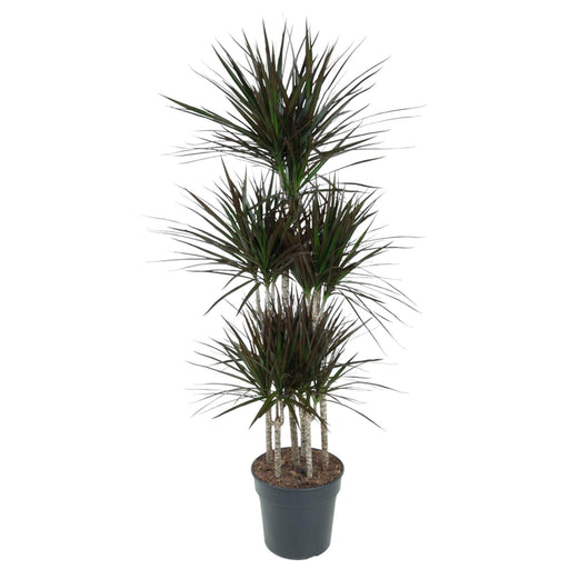 Dracaena Magenta Karrusel - 150Cm - Ø31