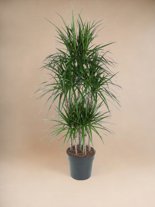 Dracaena Marginata Karrusel - 160 Cm - Ø31