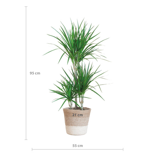 Dracaena Marginata Og Dens Gryde