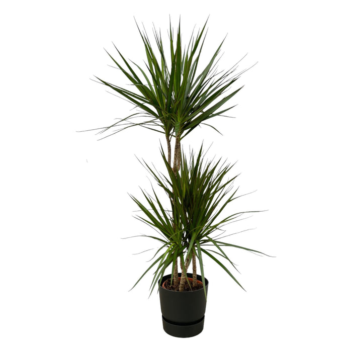 Dracaena Marginata Og Dens Gryde