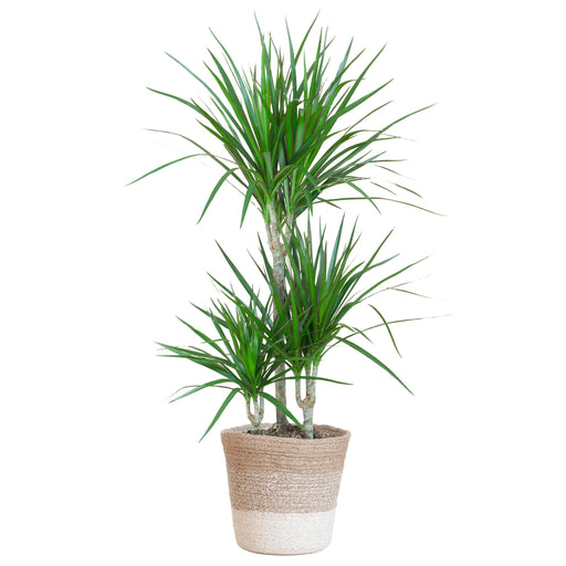 Dracaena Marginata Og Dens Gryde