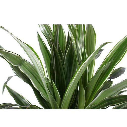 Dracaena Warneckii Og Dens Gryde