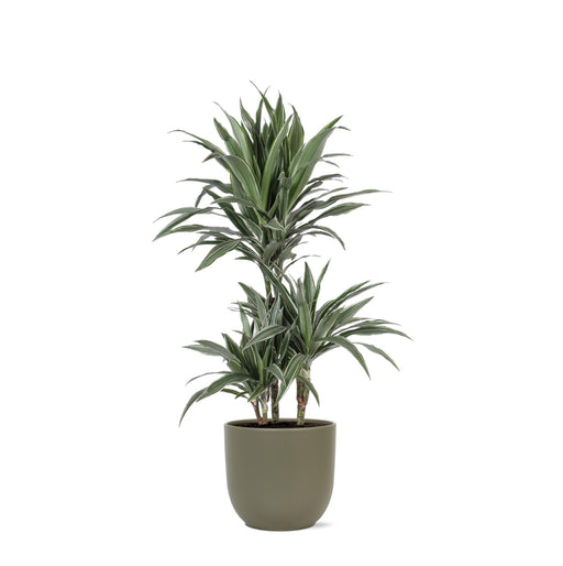 Dracaena Warneckii Og Dens Gryde