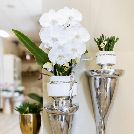 Duo Af Rhipsalis Og Deres Sølv Og Hvide Plantepotter