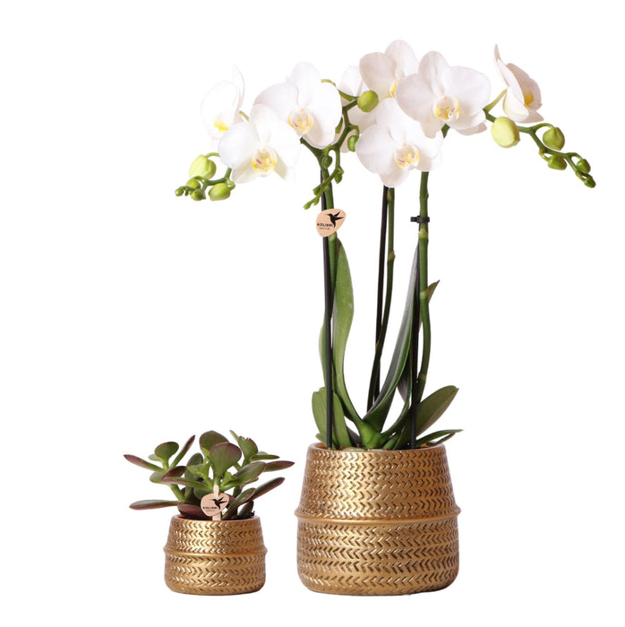 White Phalaenopsis Og Crassula Ovata Orchid Duo Og Deres Gyldne Keramiske Plantepotter