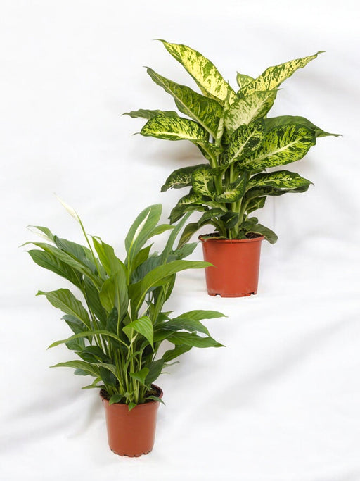 Duo Af Store Forurenende Anlæg