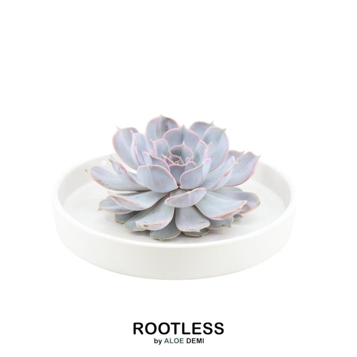 Echeveria Lilacina Og Dens Hvide Støtte