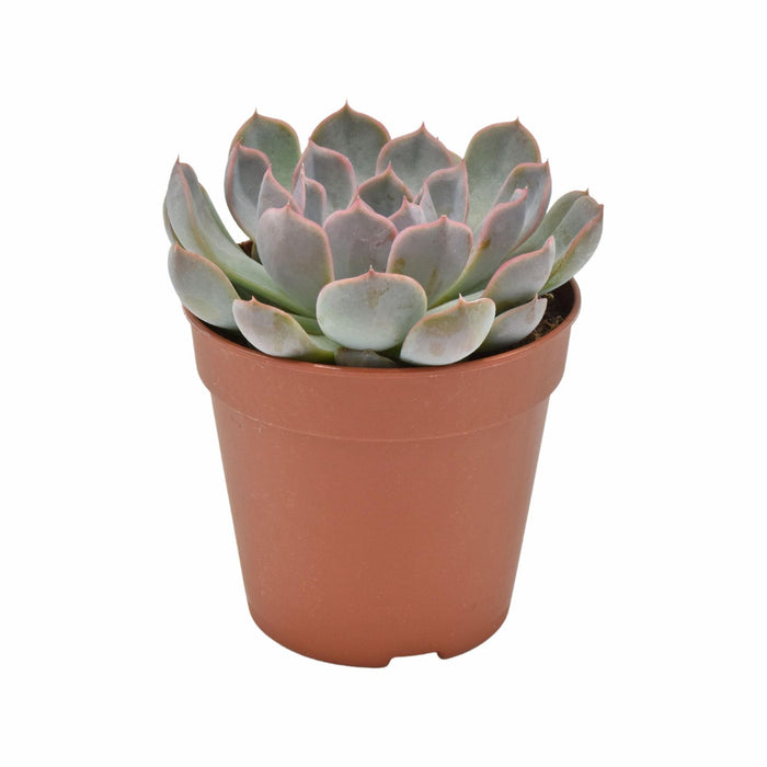 Echeveria Menina H15Cm - Baby Indendørs Sukkulentplante