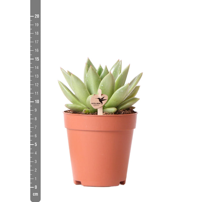 Echeveria Miranda H13Cm - Indendørs Sukkulentplante