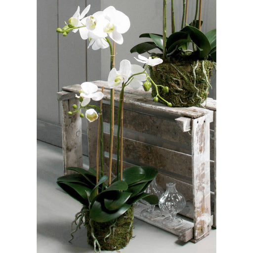 Smaragd Kunstig Phalaenopsis Orkidé 70 Cm Hvid