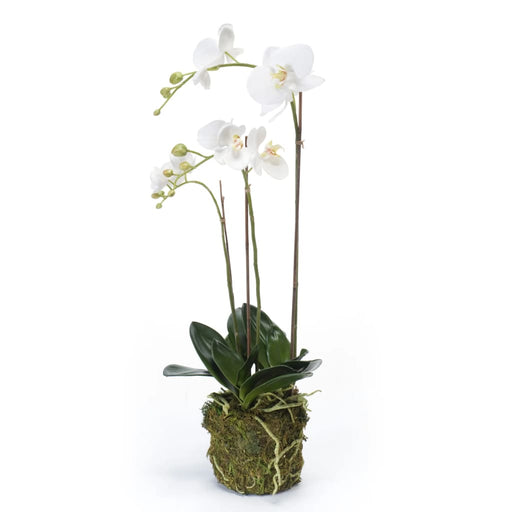 Smaragd Kunstig Phalaenopsis Orkidé 70 Cm Hvid