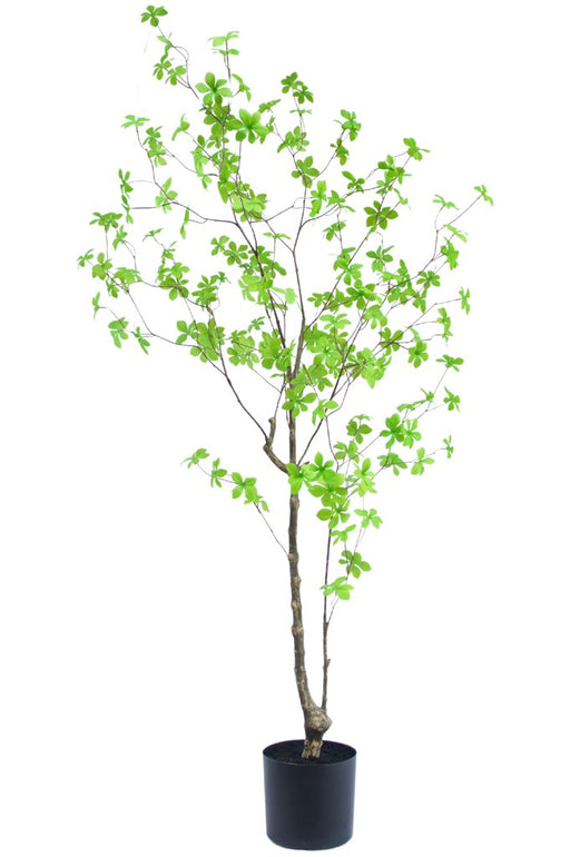 Grøn Enkianthus - Kunstigt Træ
