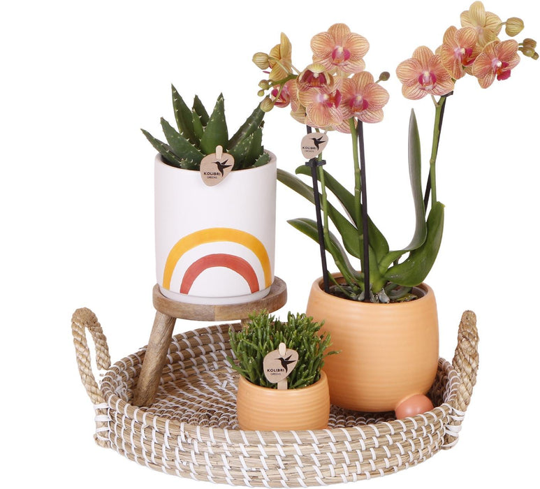 Sæt Grønne Planter Med Orange Phalaenopsis Orkidé