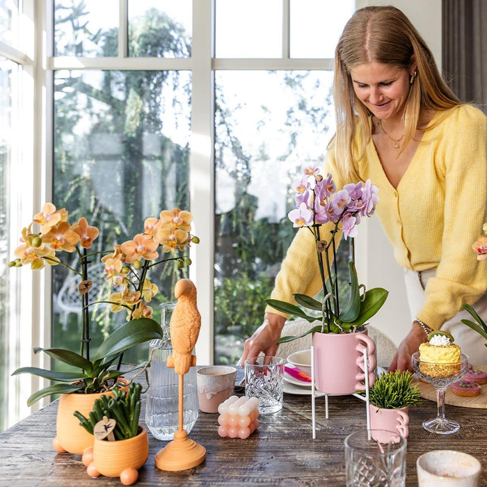 Sæt Grønne Planter Med Orange Phalaenopsis Orkidé