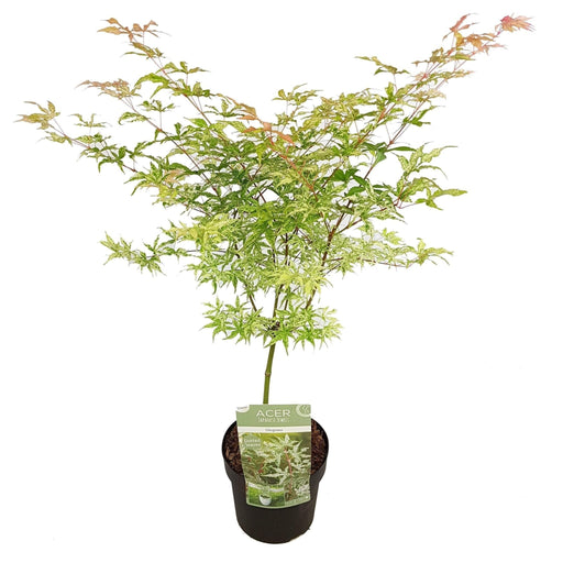 Japansk Ahorn - ↨30Cm -Ø19Cm - Udendørs Plante