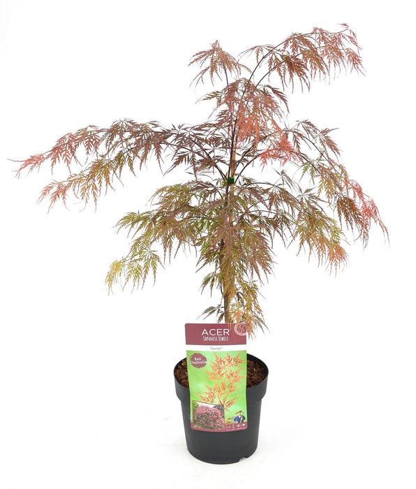 Japansk Ahorn - Acer 'Garnet'