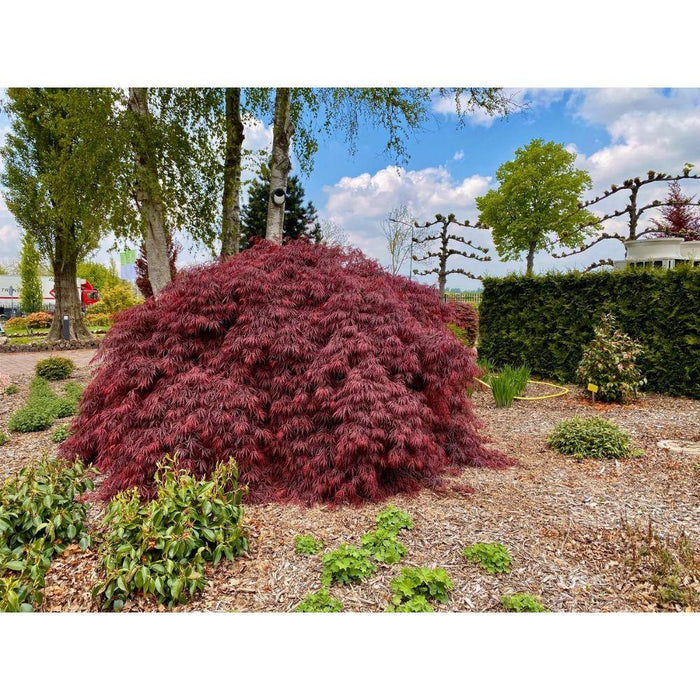 Japansk Ahorn - Acer 'Garnet'