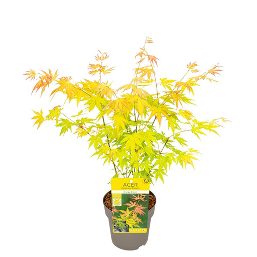 Japansk Ahorn - Acer 'Jerre Schwartz' - ↨40Cm - Ø19Cm