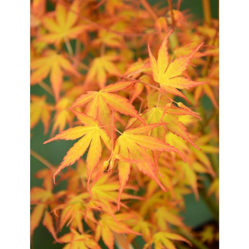 Japansk Ahorn - Acer Palm. 'Katsura' - ↨40Cm - Ø19Cm